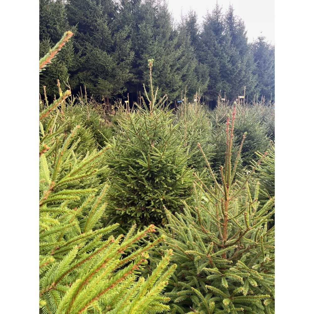 Naturlig grangran - Billede 3